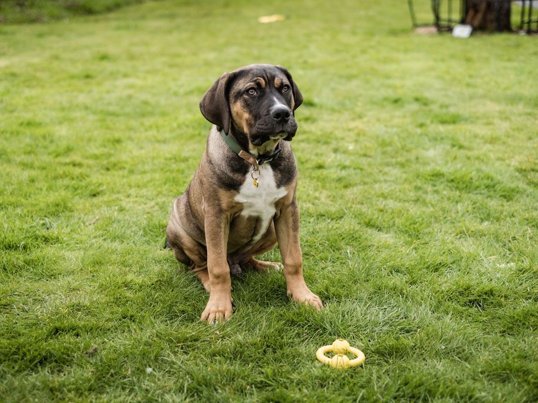 Raystede sales dogs trust